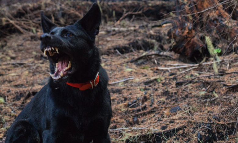 dog bite lawyer in Detroit